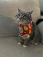 Pet Bandana: Tayor on Red