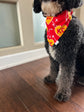 Pet Bandana: KC XO
