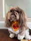 Pet Bandana: Champions